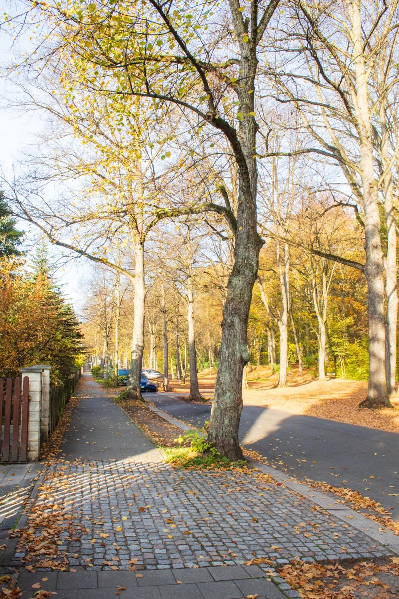 Stadtnatur Apartment Am Kuechwald - Mit Balkon, Streaming-Tv, Badewanne, Arbeitsplatz Chemnitz Zewnętrze zdjęcie